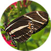 Sarasota County Butterfly Club